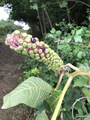 Phytolacca polyandra