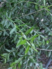 Forestiera segregata