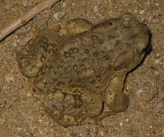 Anaxyrus microscaphus