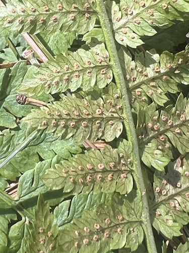 wood ferns
