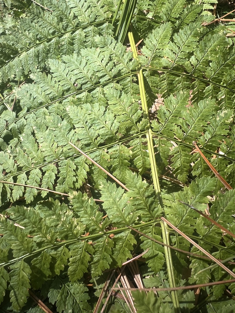 wood ferns
