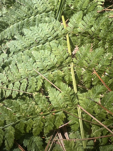 wood ferns