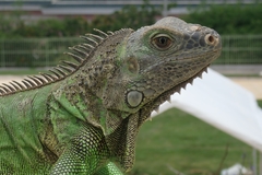 Iguana iguana
