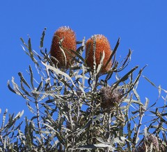 Banksia prionotes