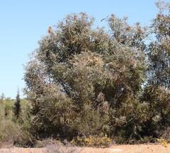 Banksia prionotes