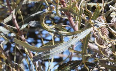 Banksia prionotes