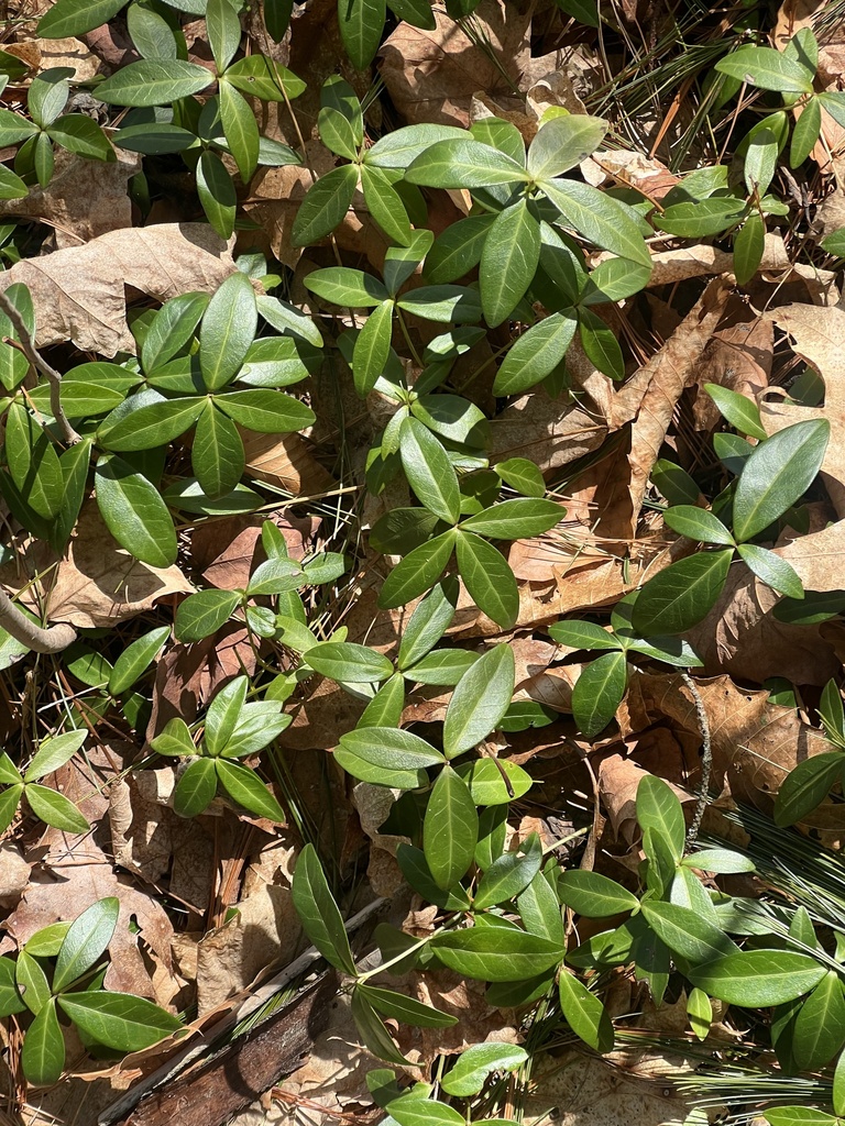 lesser periwinkle