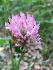 Trifolium pratense
