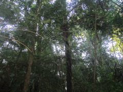 Alsophila setosa