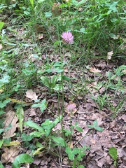 Trifolium pratense