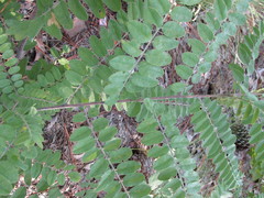Amorpha herbacea