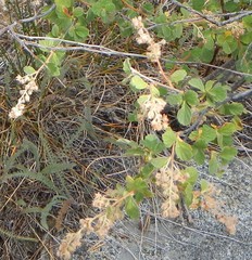Holodiscus discolor microphyllus