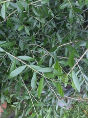 Forestiera segregata