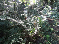 Cloak Fern