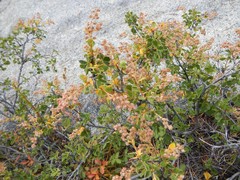 Holodiscus discolor microphyllus
