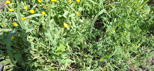 Hypecoum procumbens, photograph 4