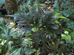 Doryopteris arifolia