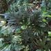 Doryopteris arifolia - Photo (c) Ezequiel Vera, osa oikeuksista pidätetään (CC BY-NC), uploaded by Ezequiel Vera