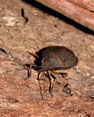 Platycoris