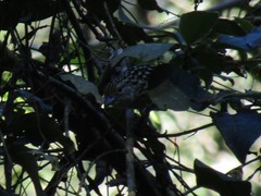 Hypoedaleus guttatus