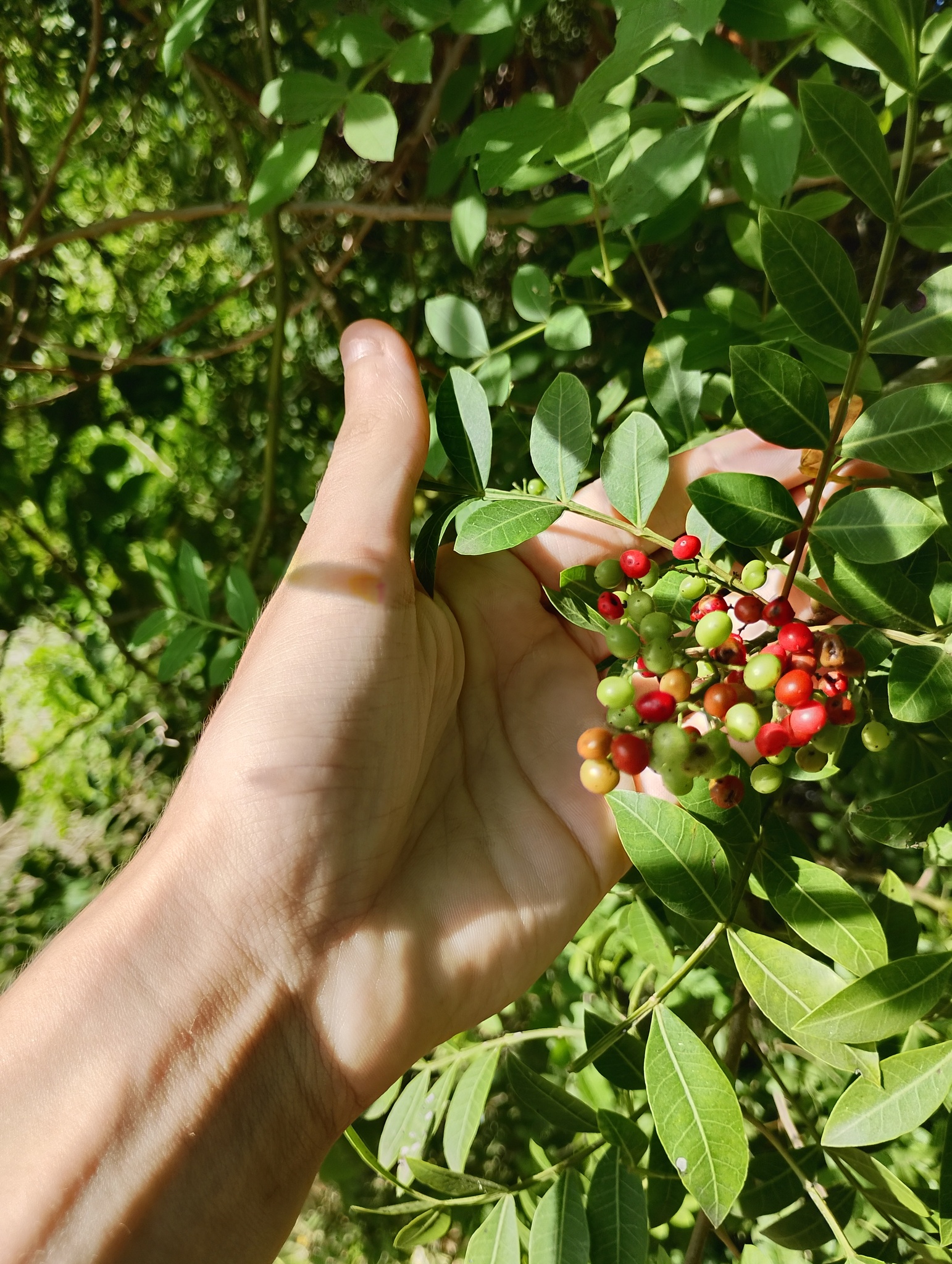 Schinus terebinthifolia