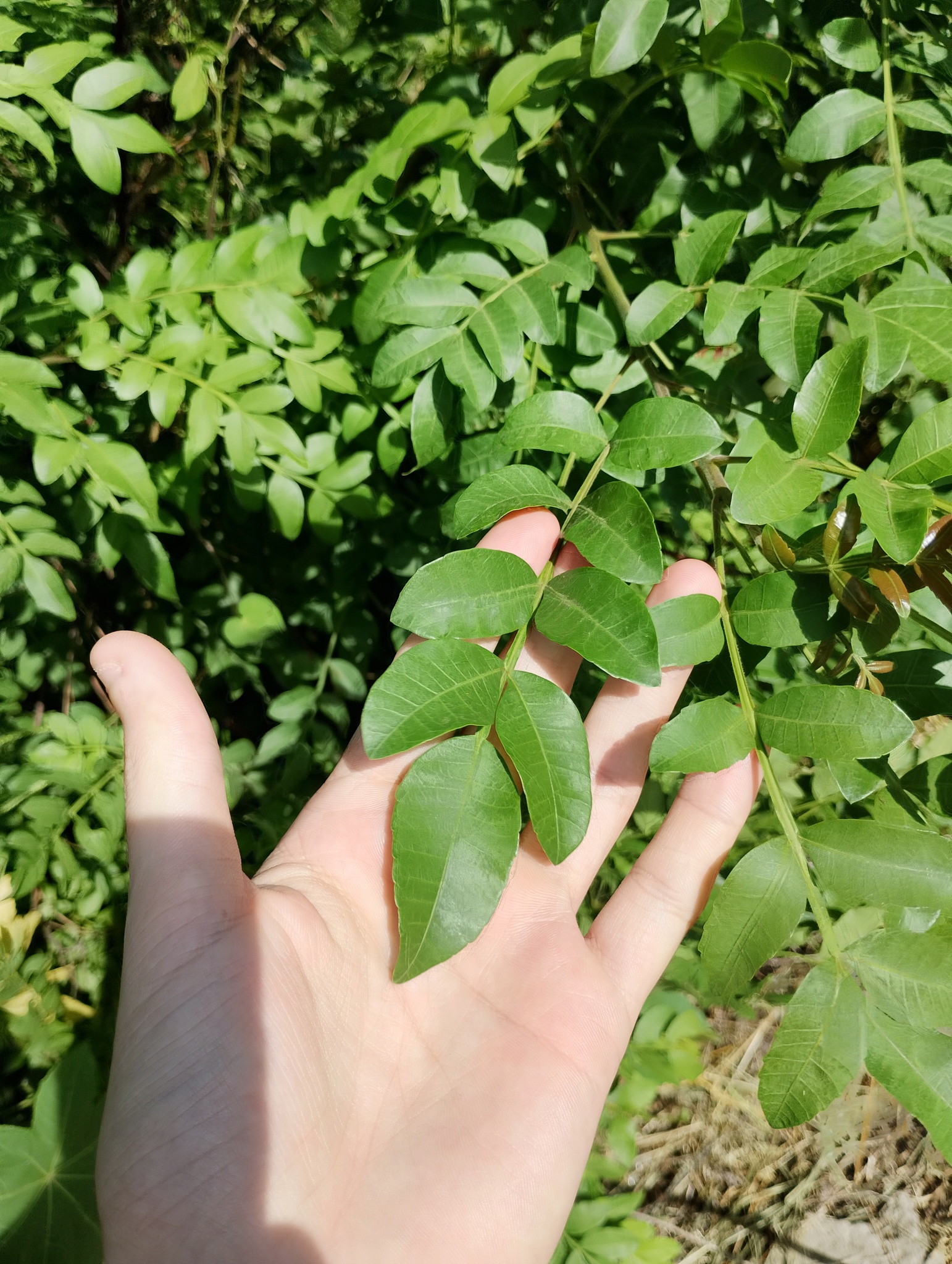 Schinus terebinthifolia