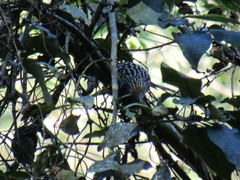 Hypoedaleus guttatus