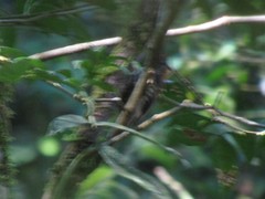 Dryobates spilogaster