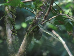 Dryobates spilogaster