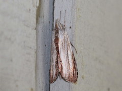 Cucullia convexipennis