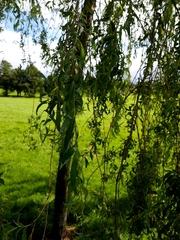 Salix