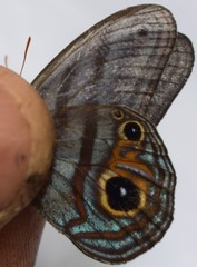 Chloreuptychia agatha