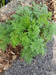 Anthriscus sylvestris