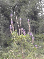 Lupinus elegans