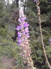 Lupinus elegans