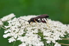 Exetastes fornicator