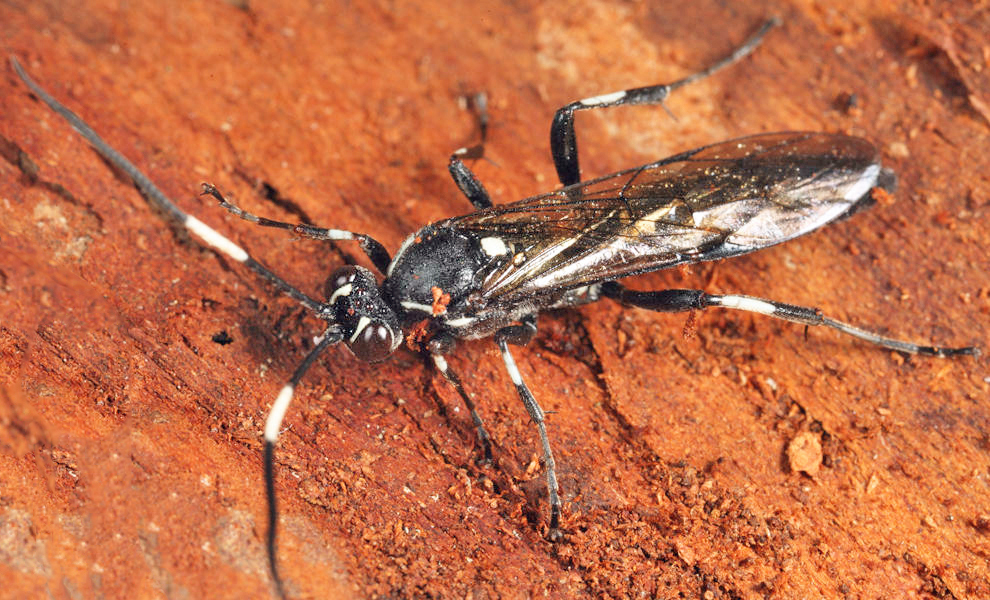 Orgichneumon calcatorius