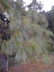 Pinus devoniana
