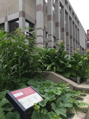 Nicotiana tabacum
