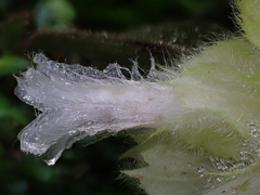 Columnea eburnea