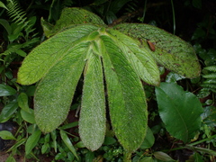 Columnea eburnea, photograph (c) Nolan Exe, some rights reserved (CC BY)