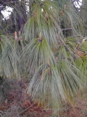 Pinus devoniana