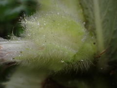 Columnea eburnea, photograph (c) Nolan Exe, some rights reserved (CC BY)