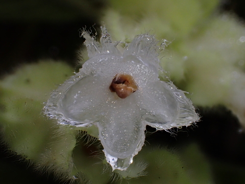 Columnea eburnea, photograph 2