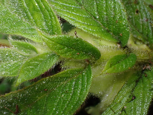 Columnea eburnea, photograph 5