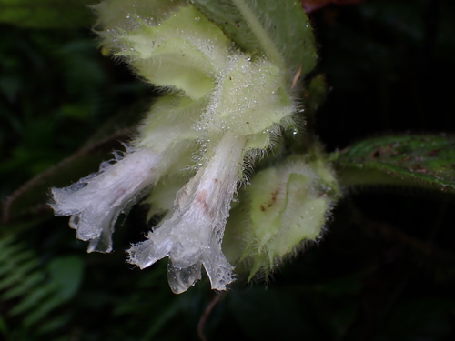 Columnea eburnea, photograph 1