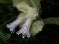 Columnea eburnea, photograph (c) Nolan Exe, some rights reserved (CC BY)