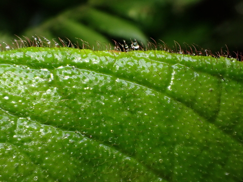 Columnea eburnea, photograph 6