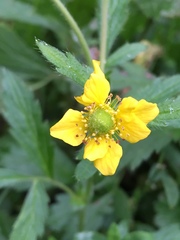 Geum aleppicum