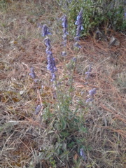 Salvia helianthemifolia